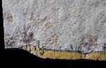 Saccocoma tenella (GOLDFUSS 1831) - Bild © FossNet FossilienStore